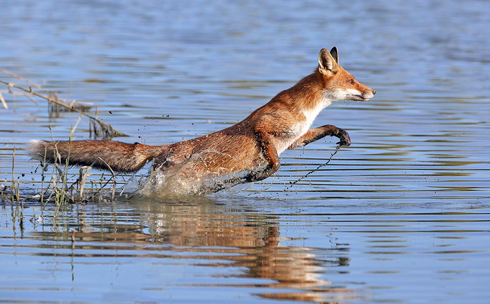 Le Renard roux montre une agilité extraordinaire dans n'importe quel environnement avec des bonds allant jusqu'à 3m 