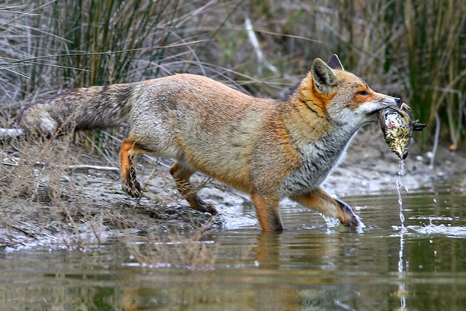 This one has just captured a song thrush while getting watered. When the loot is abundant, being provident, the fox may even bury the leftovers as a supply of food 