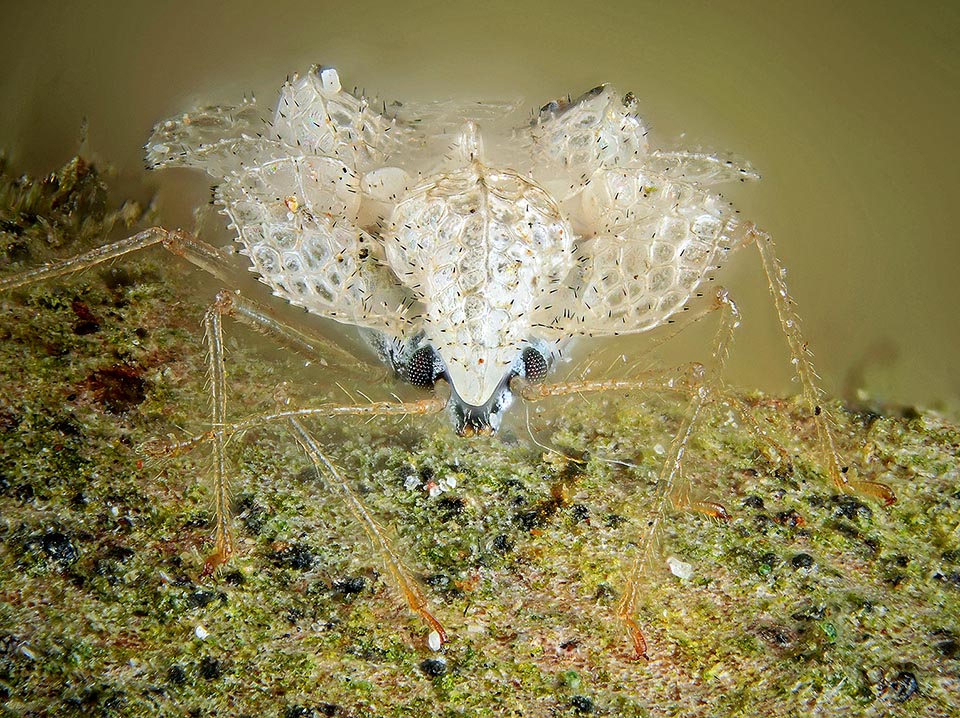 Corythucha ciliata is a species native to North America that, carried by the human activities, has invaded many regions of Eurasia and of South America