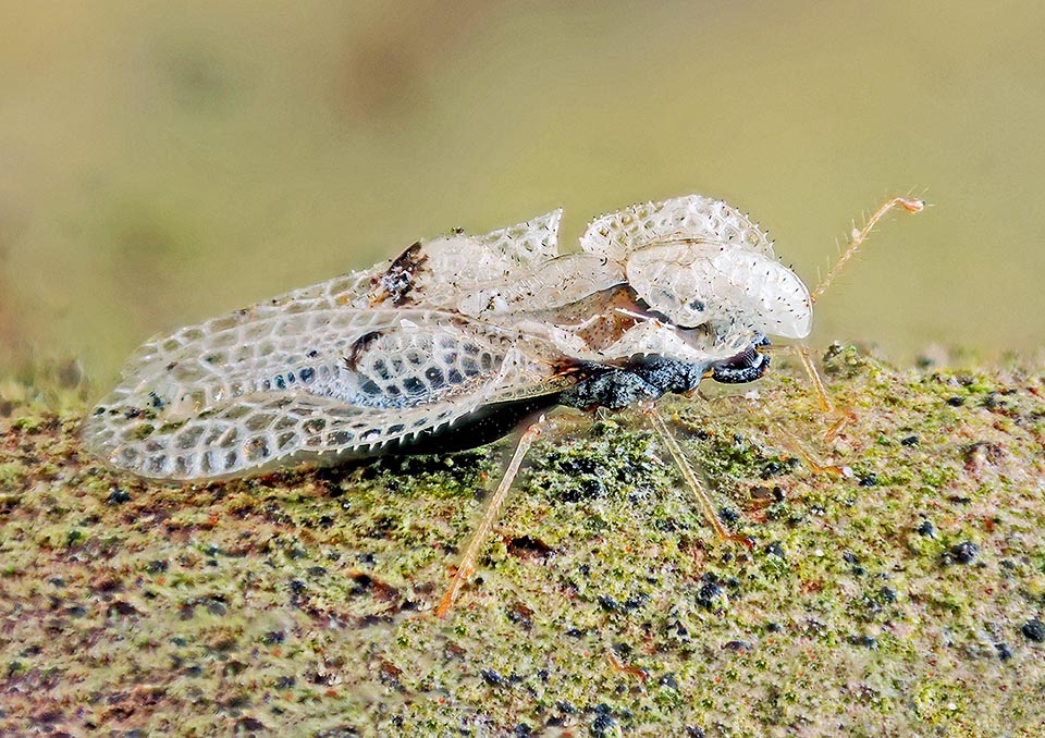 About 4 mm long, has a flat body, shiny black, covered by unusual, reticulated structures 