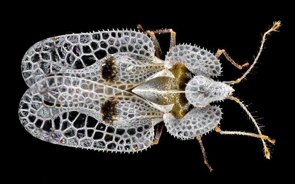 The wings, parchment-like, are sub quadrangular, with a more or less dark vesicle. The yellowish pronotum, with ample reticulated expansions, is equipped with a crest taller than the median keel. The two lateral expansions, called paranota, are well developed with a lattice having meshes smaller than those of the others