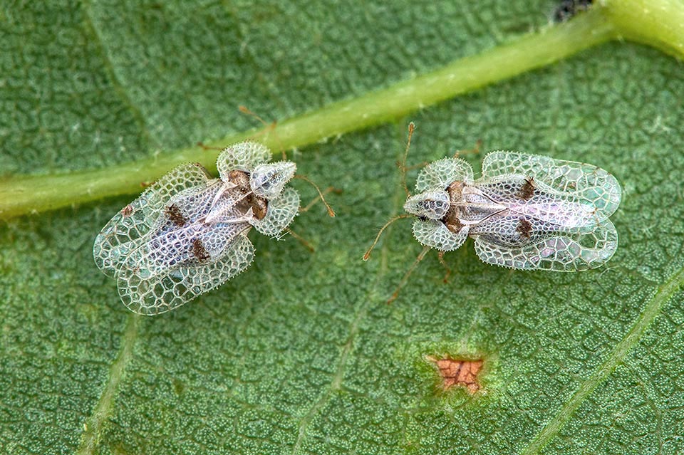 Qui due adulti in attività. Sono appena state deposte delle uova in quella masserella scura in alto a destra. Compiono 2-4 generazioni all’anno © Frank Deschandol