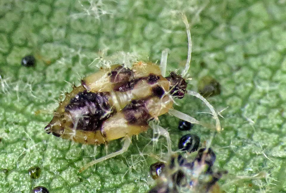 A nymph. The embryonic development, depending on the environmental temperatures, lasts about 120 days