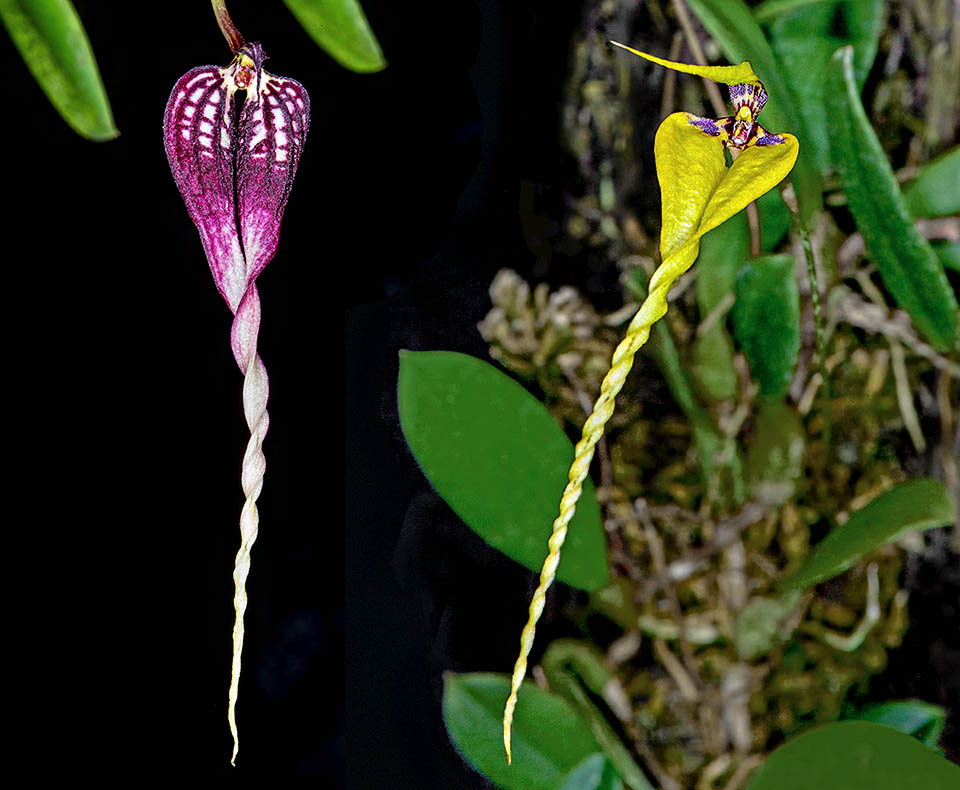 Forms of Bulbophyllum conrtisepalum