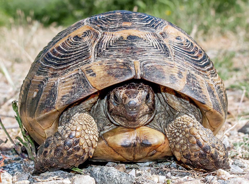 With an even 30 cm long carapace, the Greek or Spur-thighed tortoise, Testudo graeca has a very vast distribution in the Mediterranean area and in the Middle East