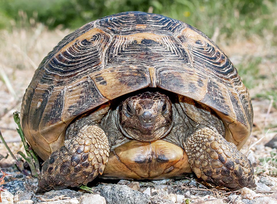 Avec une carapace longue jusqu'à 30 cm la Tortue grecque ou Tortue mauresque, Testudo graeca, a une aire très vaste dans la zone méditerranéenne et au Moyen-Orient