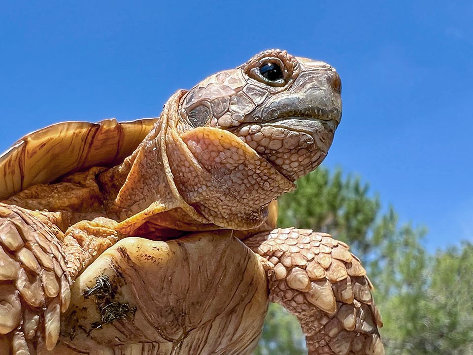 Can be found at the sea level, in retrodune environments, but also at 800 of altitude in western Mediterranean and 1300 in south-eastern Balkans