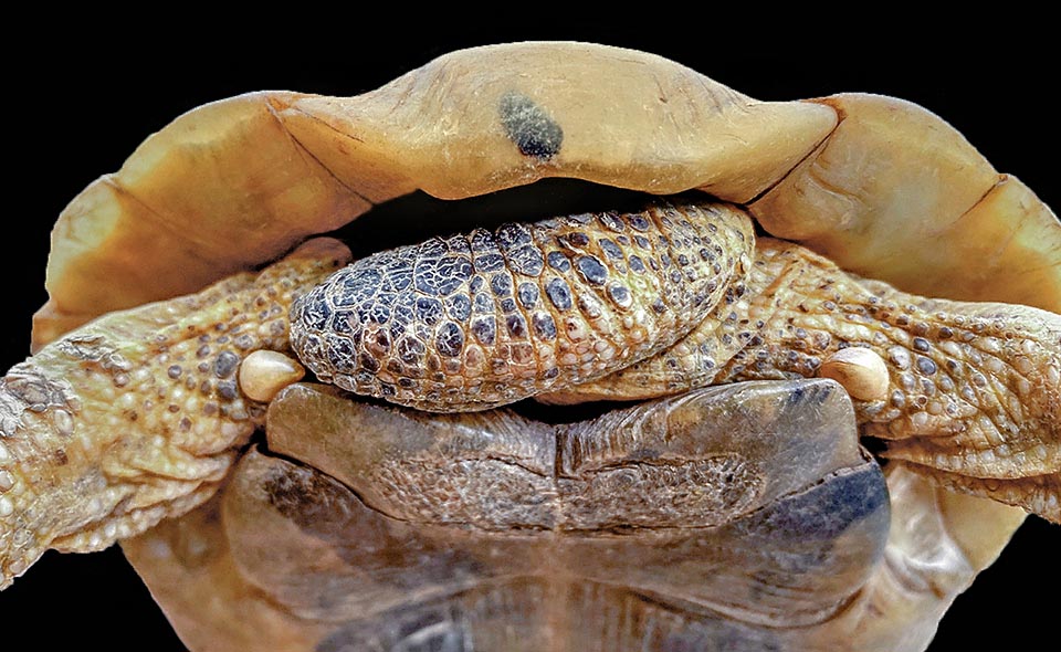 Elle se distingue de la similaire Testudo hermanni par la queue dépourvue d'étui corné, les cuisses qui ont un éperon latéral et le bouclier supracaudal d'ordinaire non divisé