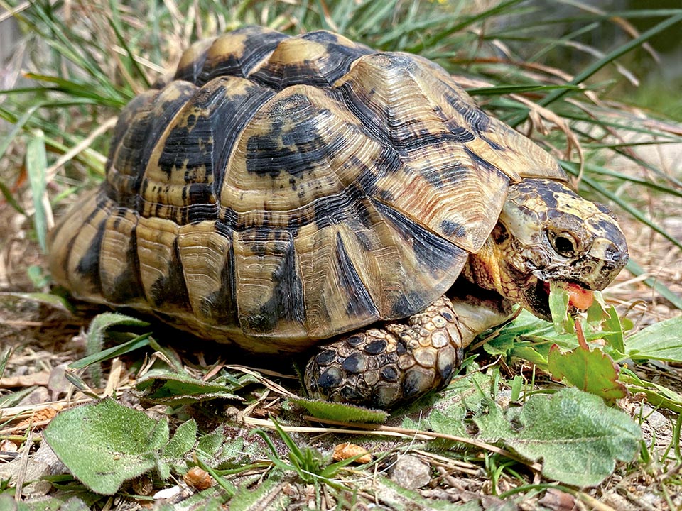 Testudo graeca a un régime herbivore complété par des repas à base d'invertébrés comme des gastéropodes ou des lombrics 