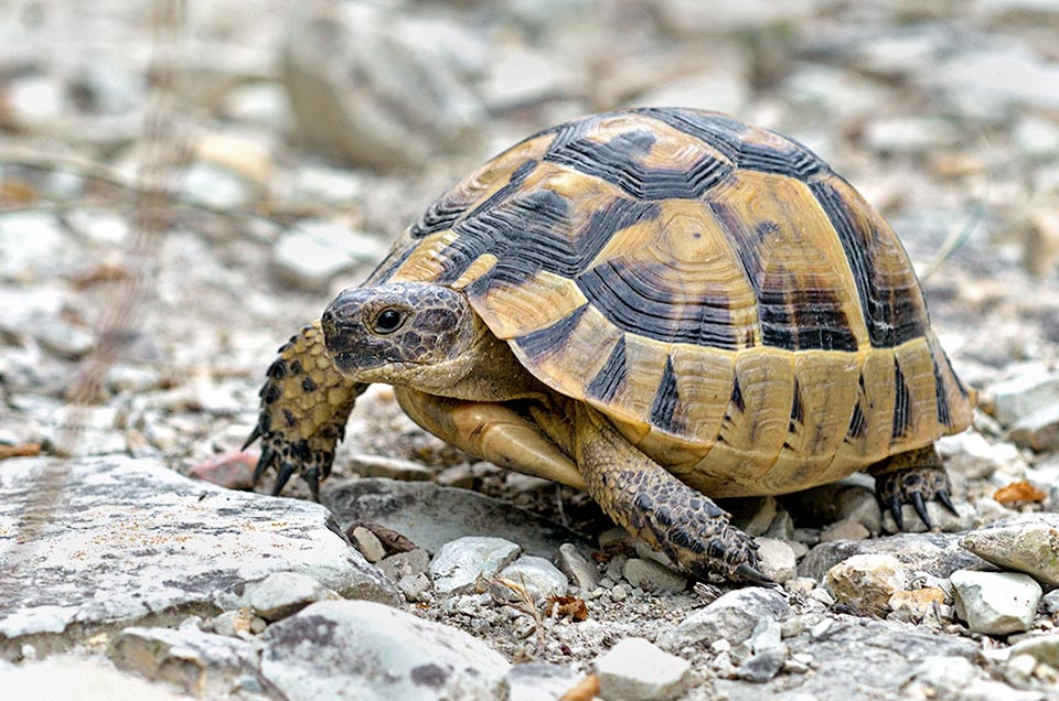 The carapace colour is quite variable: brown yellowish, olive brown or greenish with dark brown or black spots. The ventral plastron is yellow-brown with black pigments 