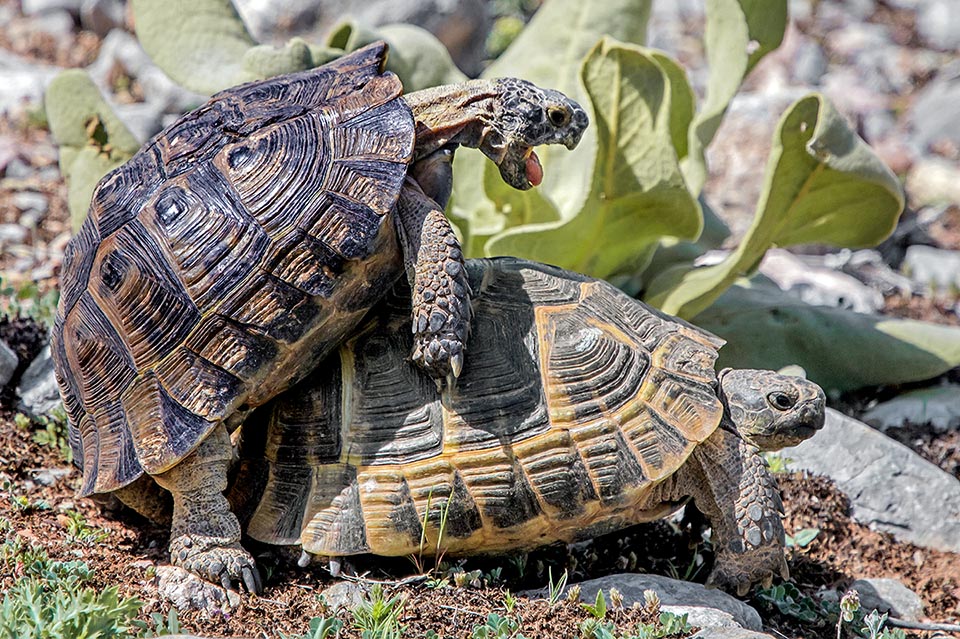 Un accoppiamento. Anche se le femmine possono deporre 4-15 uova 3 volte all’anno, Testudo graeca figura come vulnerabile nella Lista rossa 