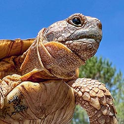 Testudo Graeca Monaco Nature Encyclopedia