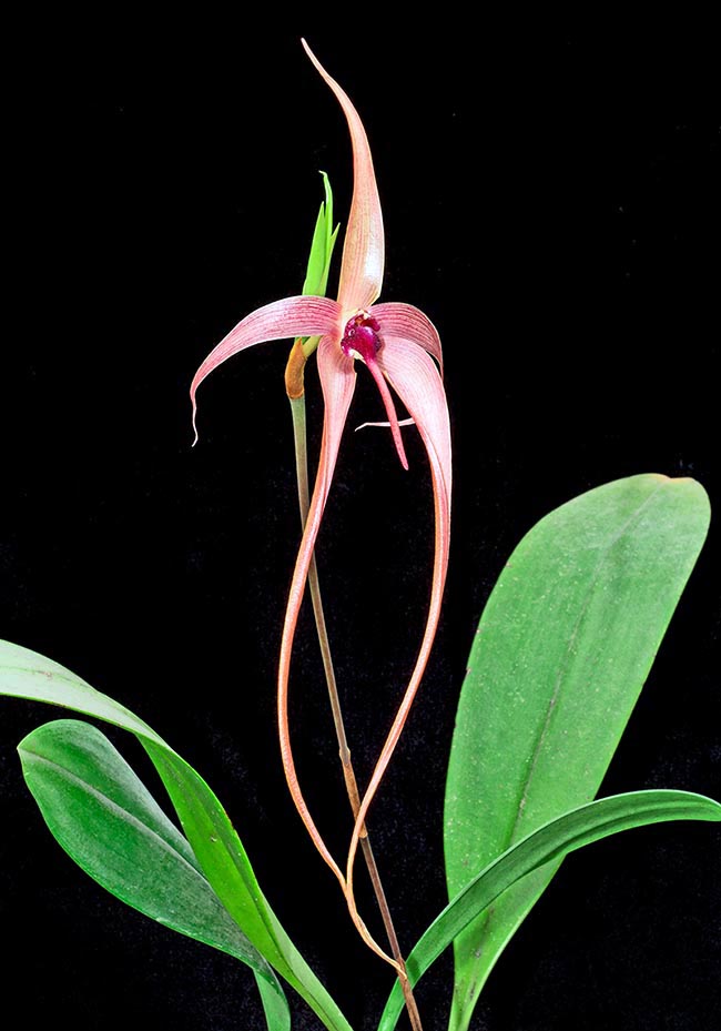 Bulbophyllum echinolabium ha i fiori più lunghi del genere.