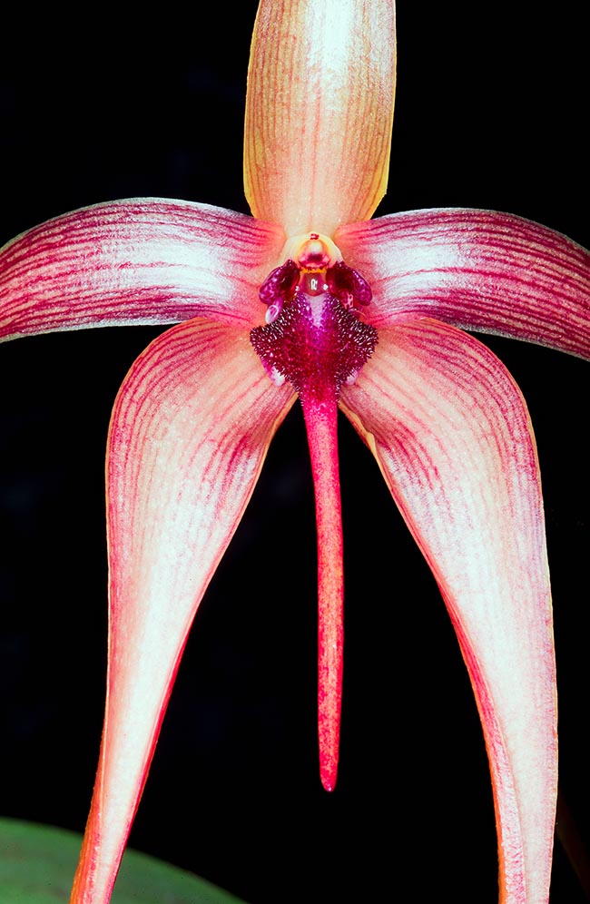 Bulbophyllum echinolabium puzza di carne marcia.