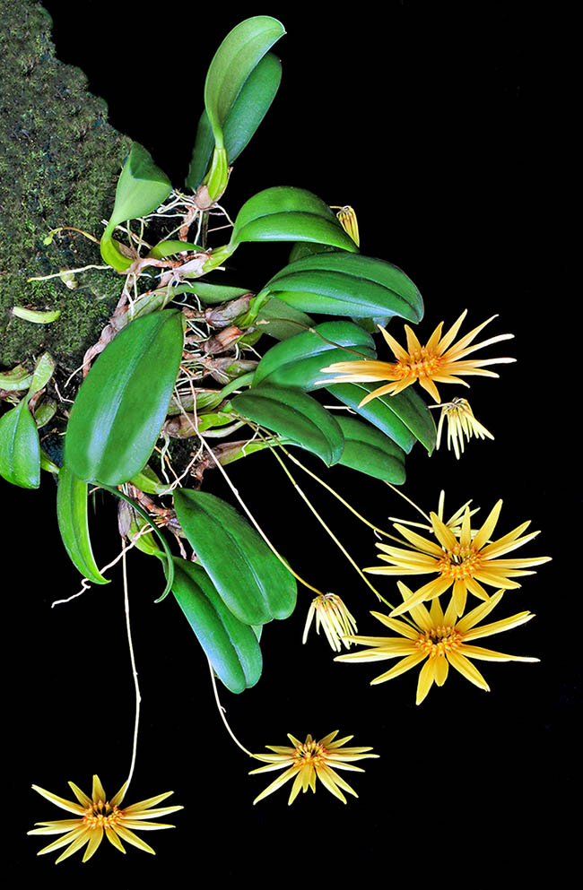 Bulbophyllum makoyanum a des inflorescences ressemblant à des marguerites.