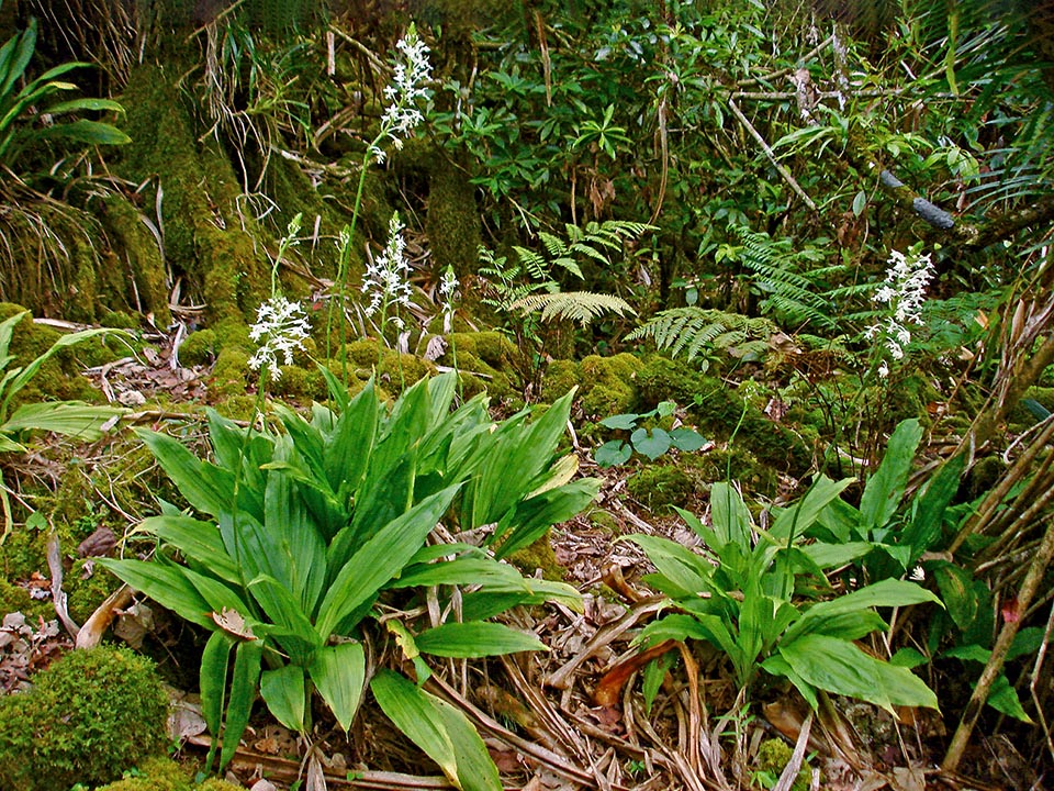 Calanthe triplicata nel suo ambiente naturale.