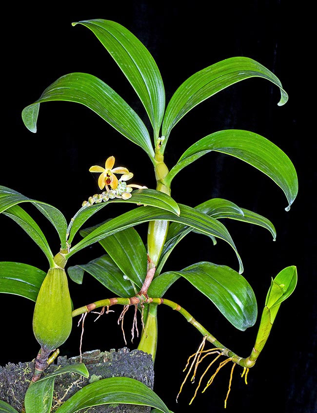 Callostylis pulchella is an epiphyte orchid present from Indochina to central Malaysia