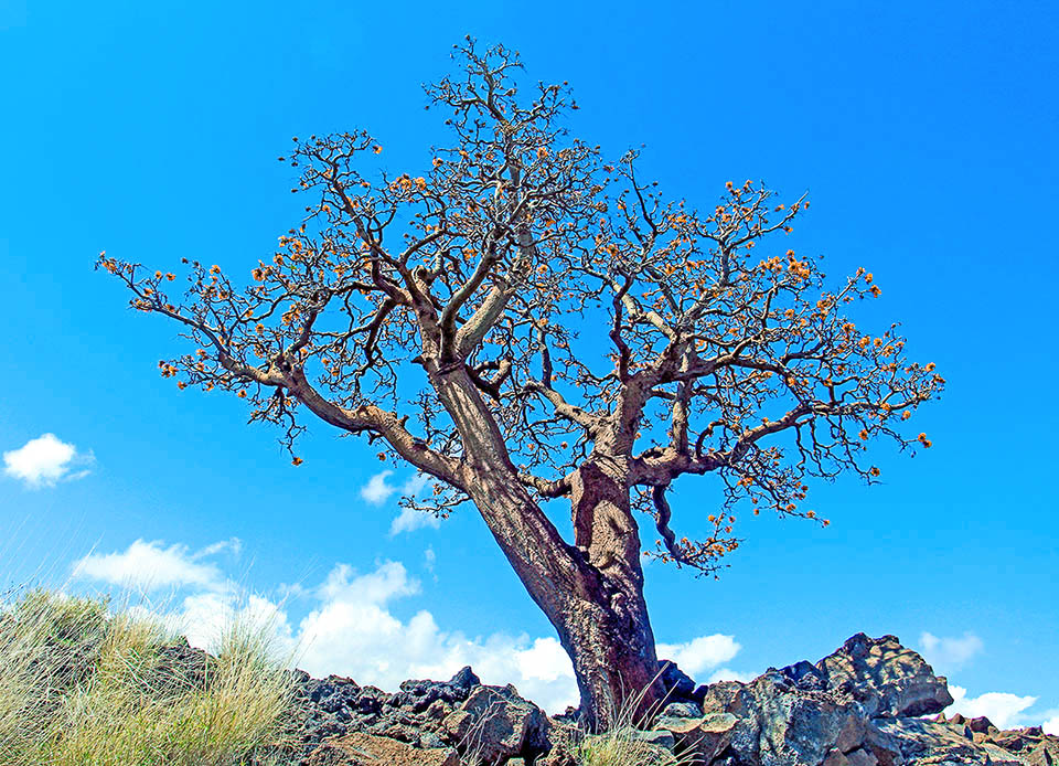Erythrina sandwicensis es un árbol endémico de las islas hawaianas incluido como "Vulnerable" en la Lista Roja.