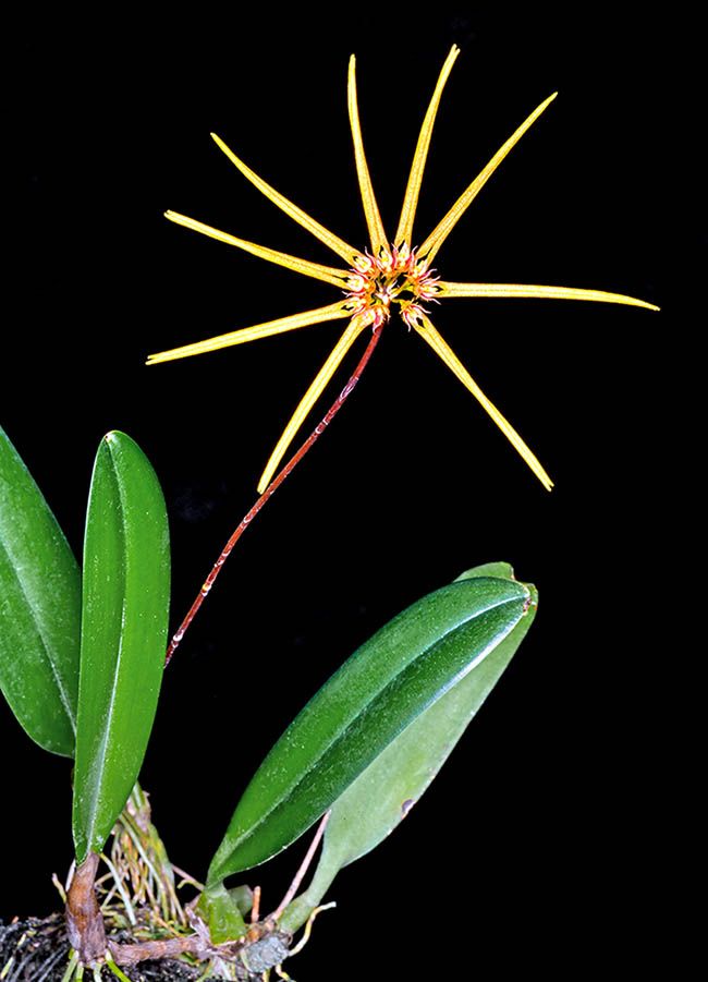 Inflorescence de Bulbophyllum makoyanum.