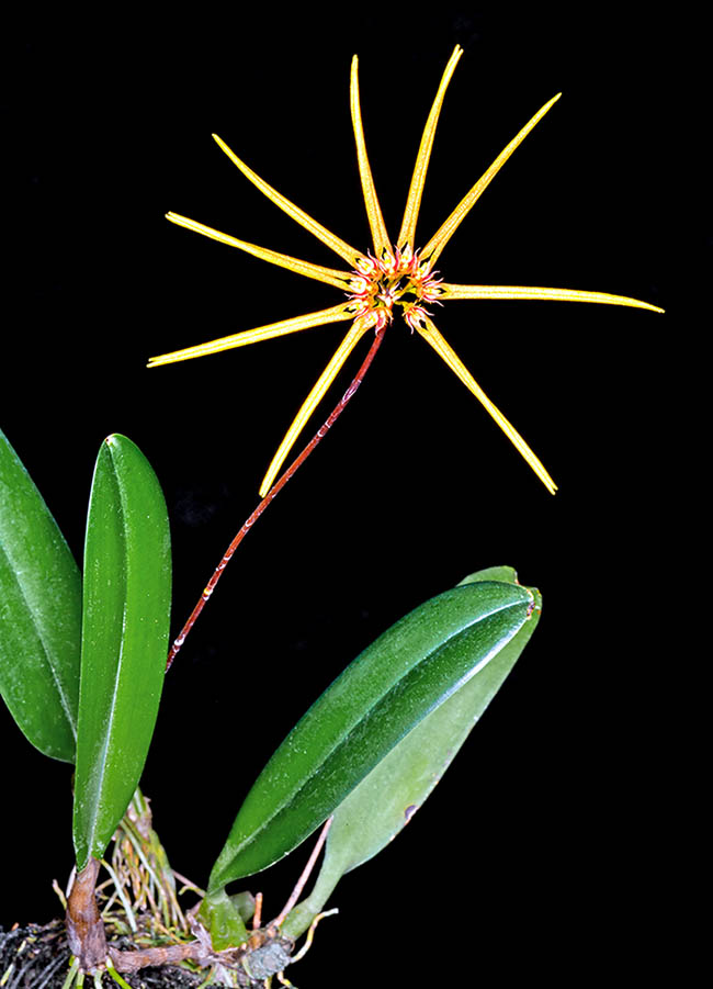 The inflorescence of Bulbophyllum makoyanum may reach 20 cm.