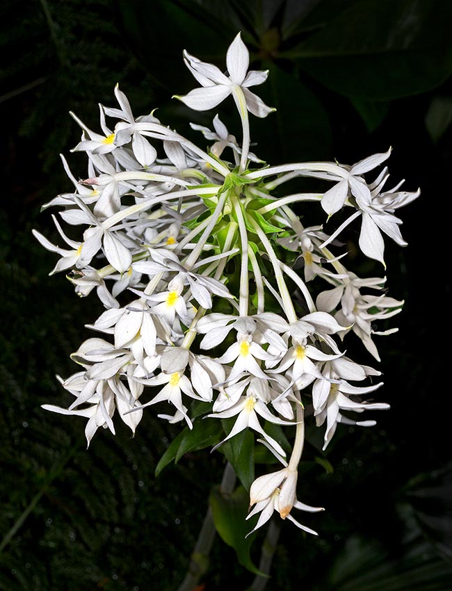 Infiorescenza di Calanthe triplicata