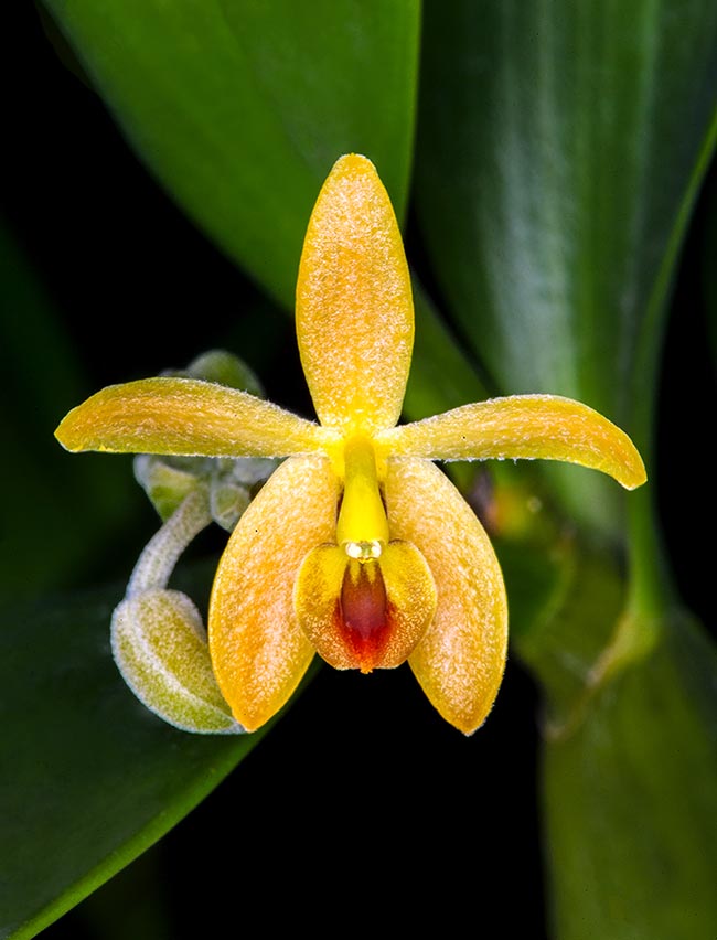 Détail de la fleur de Callostylis pulchella.