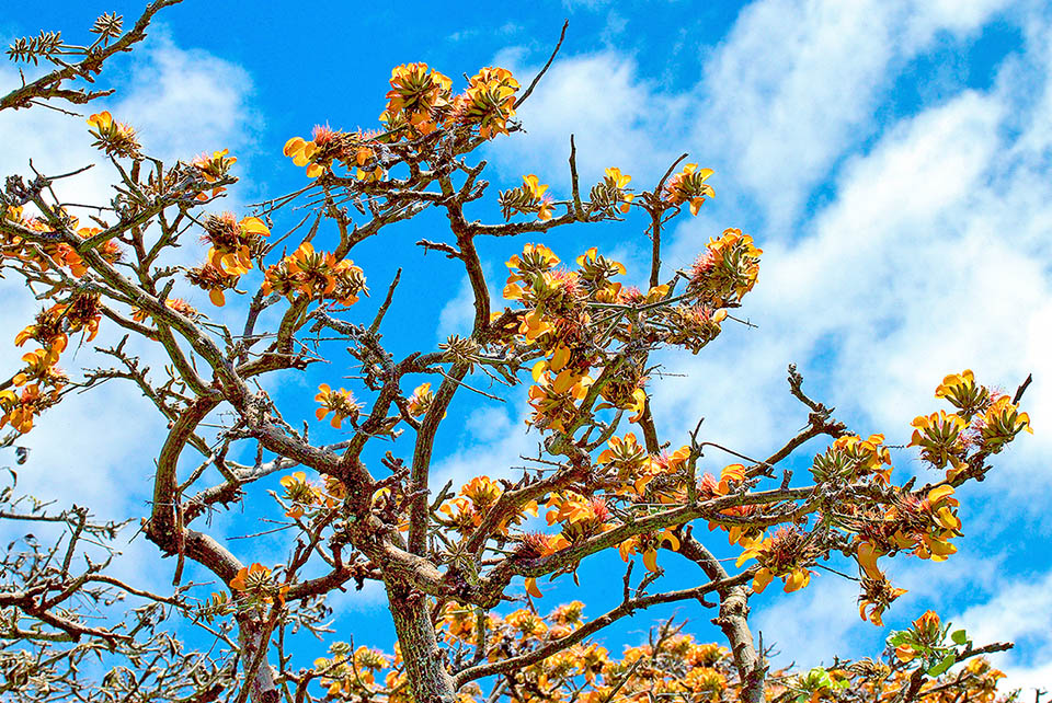 Erythrina sandwicensis florece antes que las hojas.