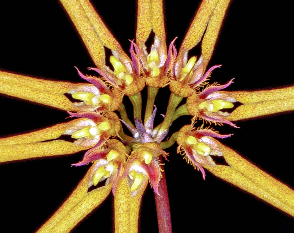 Bulbophyllum makoyanum scented flowers.