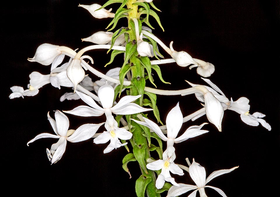 Virtù medicinali di Calanthe triplicata