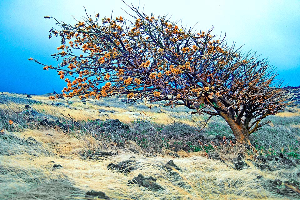 Erythrina sandwicensis en una zona ventosa.
