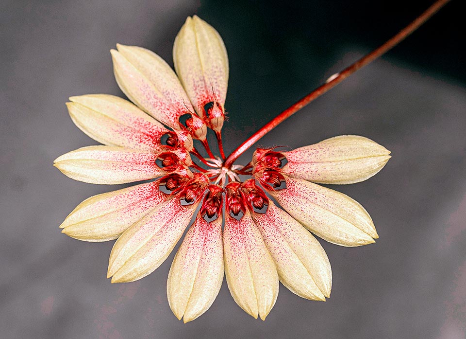 Bulbophyllum makoyanum hybrid Daisy Chain.