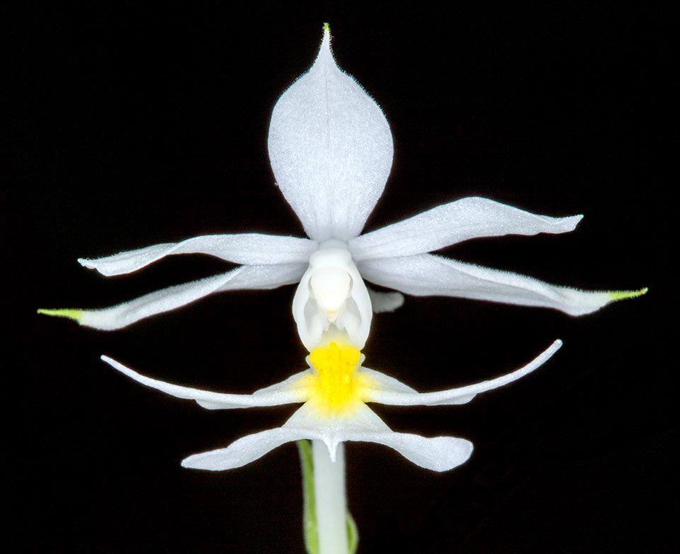 Fleur de Calanthe triplicata