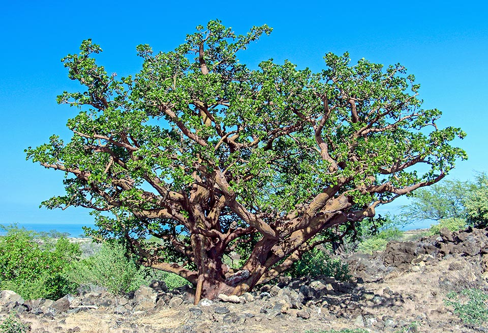 Árbol centenario de Erythrina sandwicensis.