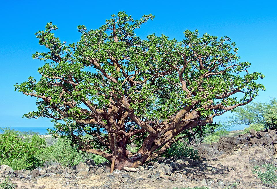 Arbre centenaire d'Erythrina sandwicensis.