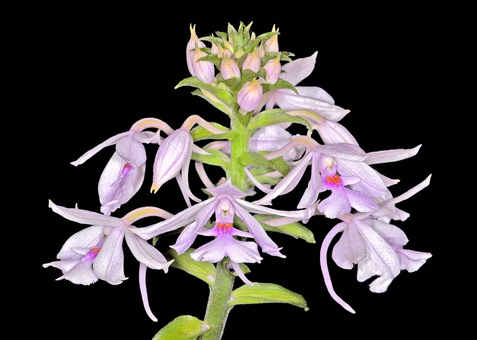 Hybride naturel de Calanthe masuca x Calanthe triplicata 