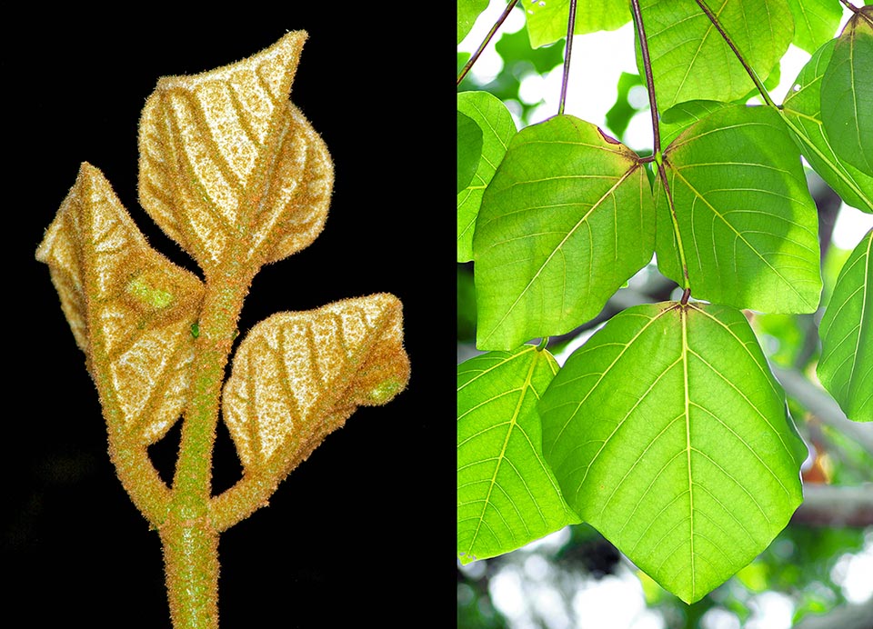 Foglie di Erythrina sandwicensis.