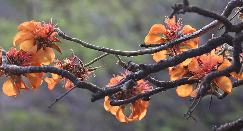 Fiori di Erythrina sandwicensis.