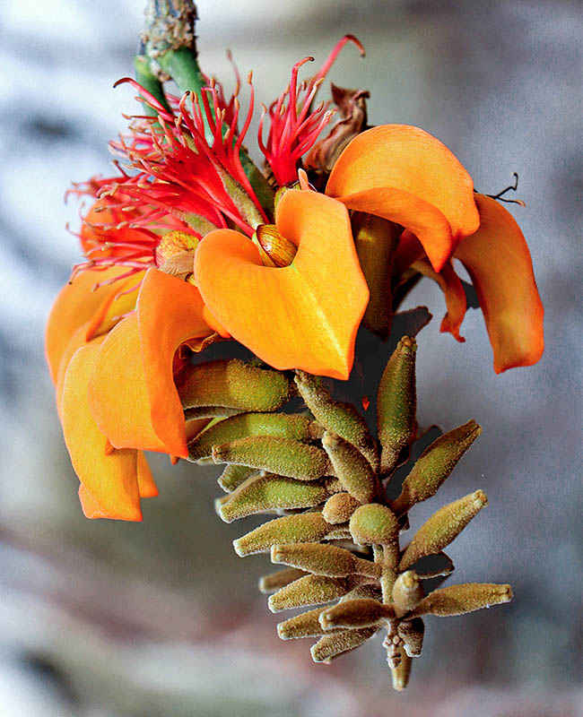 La inflorescencia voltea la flor boca abajo.