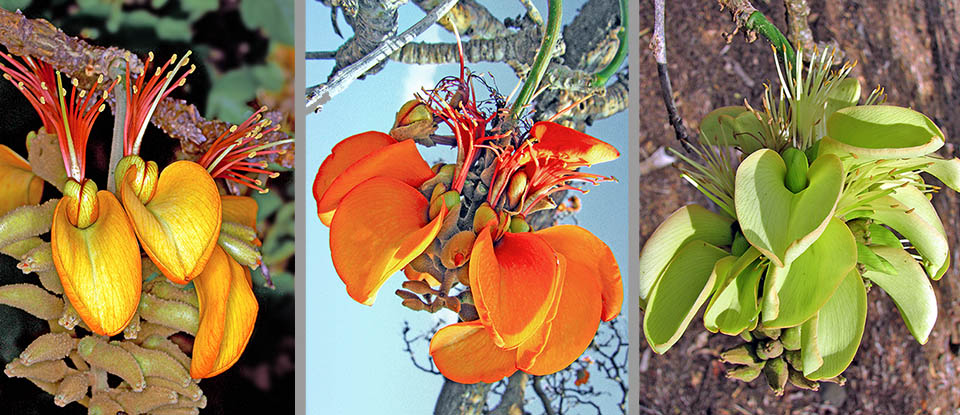 Color flores de Erythrina sandwicensis.