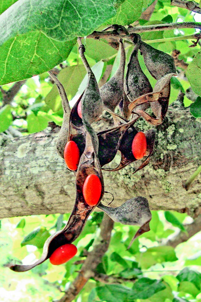 Semi di Erythrina sandwicensis.