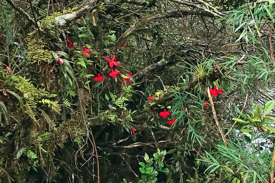 Cattleya coccinea is endemic to north-eastern Argentina and south and south-eastern Brazil.