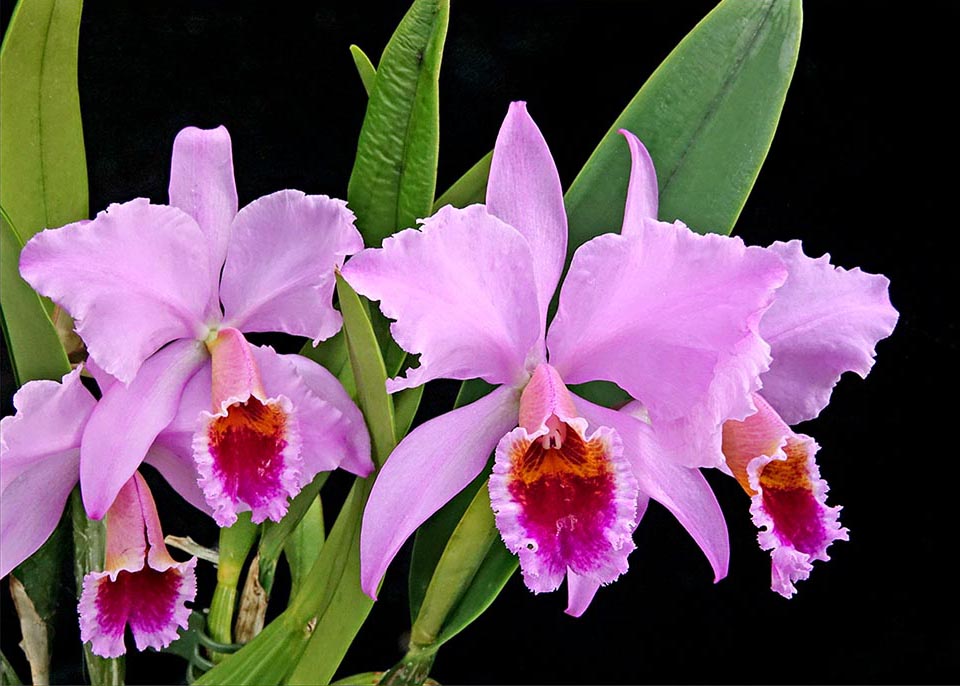 Cattleya percivaliana est endémique du Venezuela et Colombie.