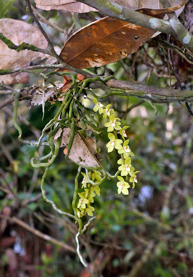 Chiloschista segawae is a small leafless epiphytic orchid.