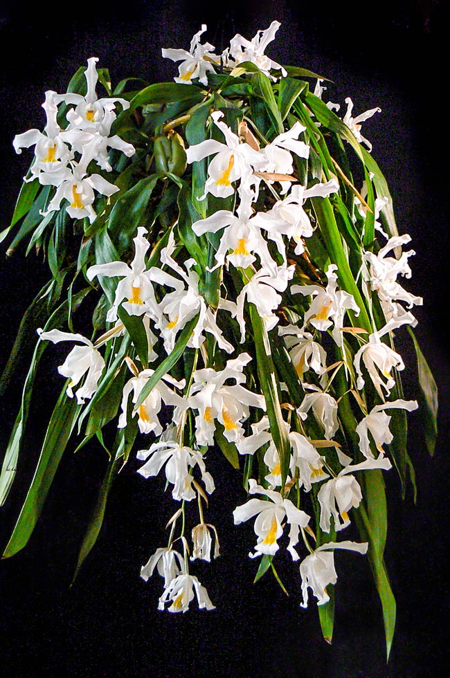 Coelogyne cristsata is a showy orchid native to Assam, India, Bangladesh, Himalaya, Bhutan, Nepal and Tibet 