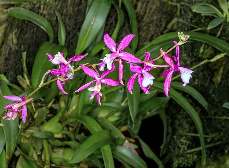 Oncidium vulcanicum est un lithophyte ou un épiphyte touffu. 