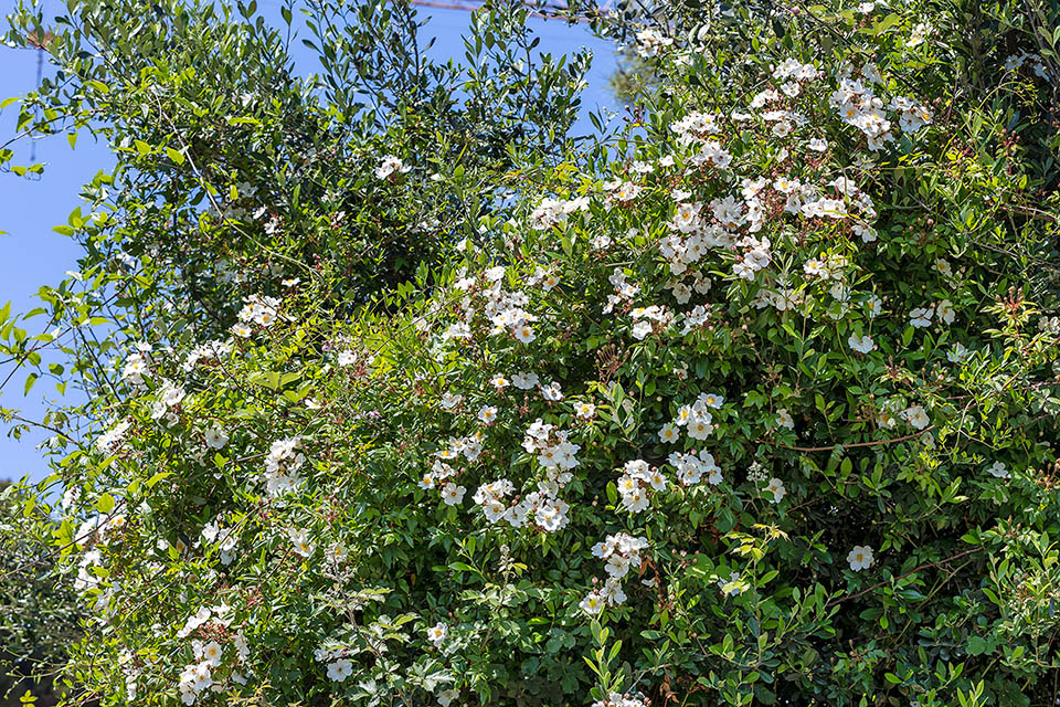 Rosa sempervirens es un arbusto de hoja perenne que se usa para cercas.
