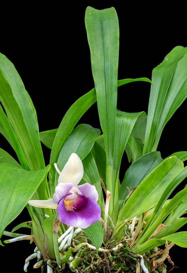 Warczewiczella discolor, pequeña epífita rizomatosa de Centroamérica de unos 34 cm de altura.