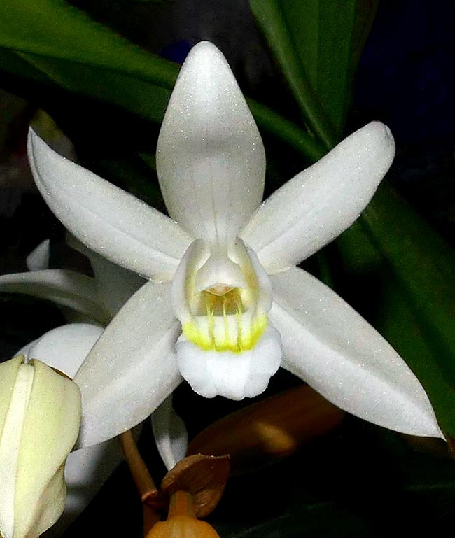 The cross Coelogyne cristata × Coelogyne tomentosa has originated Coelogyne Intermedia.