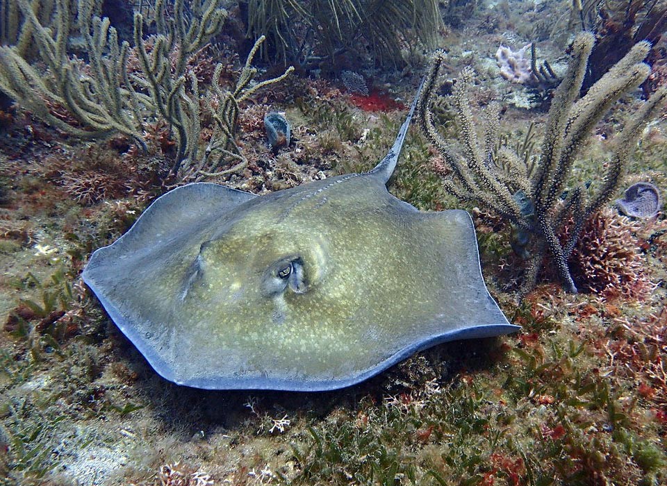 La Dasyatis americana, per alcuni sinonimo di Hypanus americanus è un pesce che può raggiungere anche i 2 m di lunghezza.