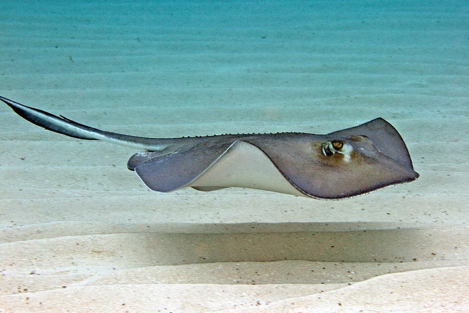 It belongs to the order of the Myliobatiformes of Chondrichthyes, group previously included in the Rajiformes. Benthic fishes, often large in size, without anal fin and with the dorsal fin, absent or just outlined, at the root of the tail. This, at times whip-like, is armed above with one or more poisonous stings sometimes fatal also for humans.